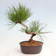 Vonkajší bonsai - Pinus thunbergii - Borovica thunbergova - 3/4