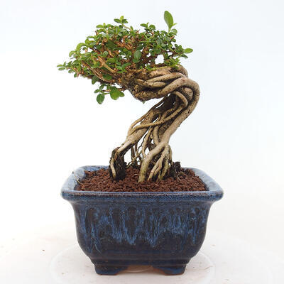 Izbová bonsai - Premna serratifolia - Kozlovoň malolistá - 3