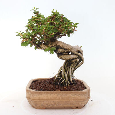 Izbová bonsai - Premna serratifolia - Kozlovoň malolistá - 3