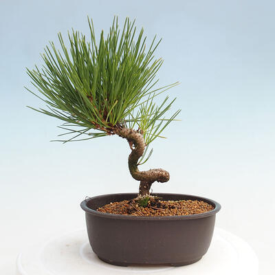 Vonkajší bonsai - Pinus thunbergii - Borovica thunbergova - 3