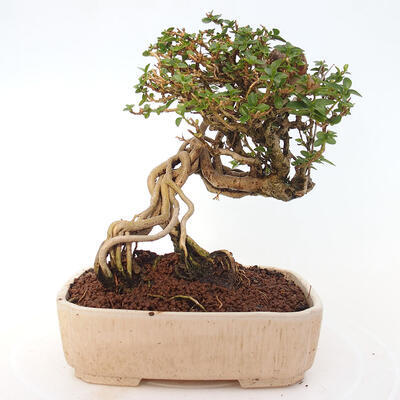 Izbová bonsai - Premna serratifolia - Kozlovoň malolistá - 3