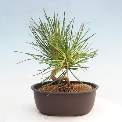 Vonkajší bonsai - Pinus thunbergii - Borovica thunbergova - 3