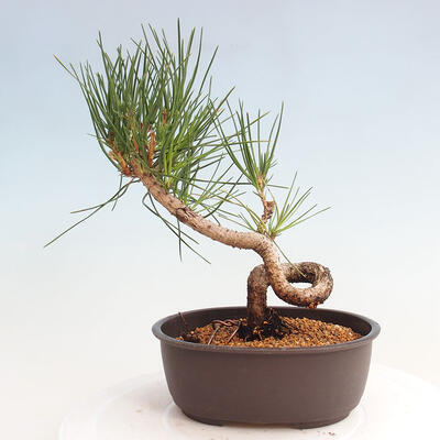 Vonkajší bonsai - Pinus thunbergii - Borovica thunbergova - 3