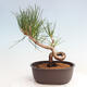 Vonkajší bonsai - Pinus thunbergii - Borovica thunbergova - 3/4