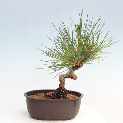 Vonkajší bonsai - Pinus thunbergii - Borovica thunbergova - 3