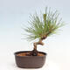 Vonkajší bonsai - Pinus thunbergii - Borovica thunbergova - 3/4