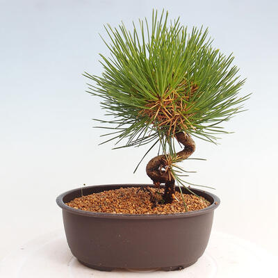 Vonkajší bonsai - Pinus thunbergii - Borovica thunbergova - 3