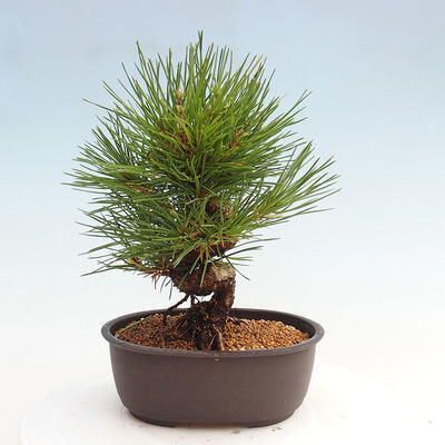 Vonkajší bonsai - Pinus thunbergii - Borovica thunbergova - 3