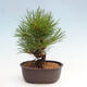 Vonkajší bonsai - Pinus thunbergii - Borovica thunbergova - 3/4