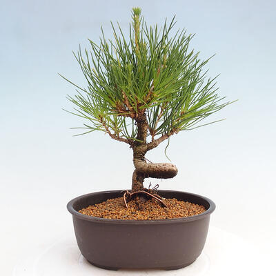 Vonkajší bonsai - Pinus thunbergii - Borovica thunbergova - 3