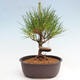 Vonkajší bonsai - Pinus thunbergii - Borovica thunbergova - 3/4