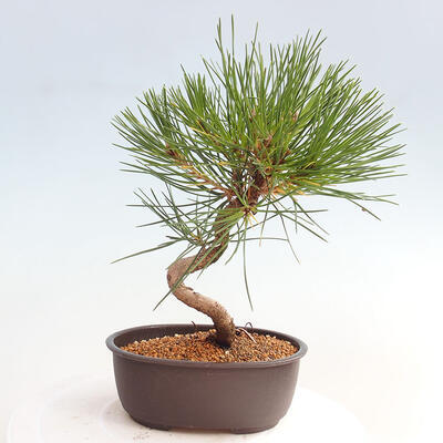 Vonkajší bonsai - Pinus thunbergii - Borovica thunbergova - 3