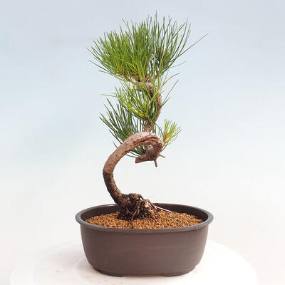 Vonkajší bonsai - Pinus thunbergii - Borovica thunbergova - 3