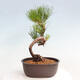 Vonkajší bonsai - Pinus thunbergii - Borovica thunbergova - 3/4