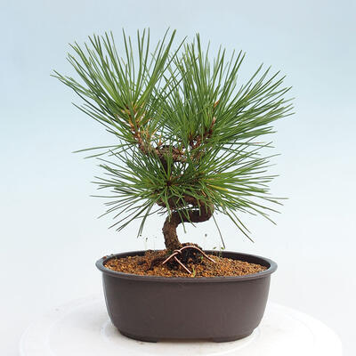 Vonkajší bonsai - Pinus thunbergii - Borovica thunbergova - 3