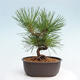 Vonkajší bonsai - Pinus thunbergii - Borovica thunbergova - 3/4