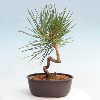 Vonkajší bonsai - Pinus thunbergii - Borovica thunbergova - 3