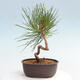 Vonkajší bonsai - Pinus thunbergii - Borovica thunbergova - 3/4