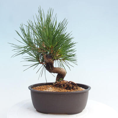 Vonkajší bonsai - Pinus thunbergii - Borovica thunbergova - 3