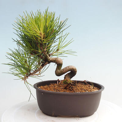 Vonkajší bonsai - Pinus thunbergii - Borovica thunbergova - 3