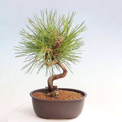 Vonkajší bonsai - Pinus thunbergii - Borovica thunbergova - 3