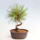 Vonkajší bonsai - Pinus thunbergii - Borovica thunbergova - 3/4