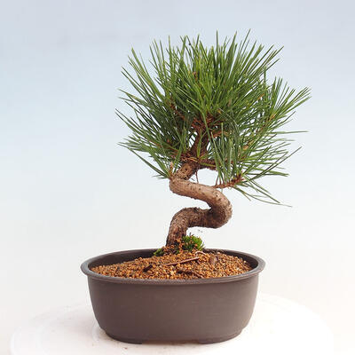 Vonkajší bonsai - Pinus thunbergii - Borovica thunbergova - 3