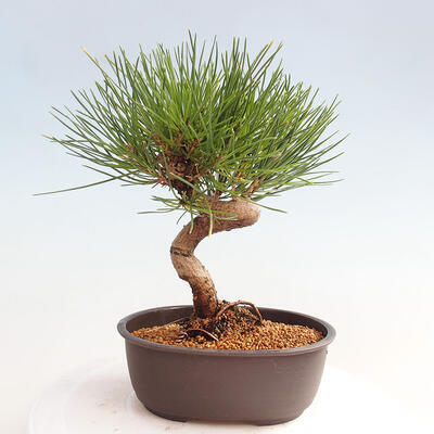 Vonkajší bonsai - Pinus thunbergii - Borovica thunbergova - 3