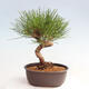 Vonkajší bonsai - Pinus thunbergii - Borovica thunbergova - 3/4