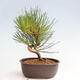 Vonkajší bonsai - Pinus thunbergii - Borovica thunbergova - 3/4