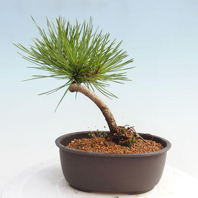 Vonkajší bonsai - Pinus thunbergii - Borovica thunbergova - 3