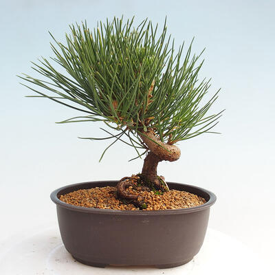 Vonkajší bonsai - Pinus thunbergii - Borovica thunbergova - 3