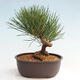 Vonkajší bonsai - Pinus thunbergii - Borovica thunbergova - 3/4