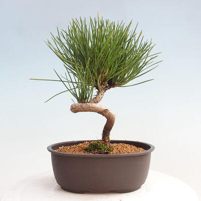 Vonkajší bonsai - Pinus thunbergii - Borovica thunbergova - 3