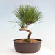 Vonkajší bonsai - Pinus thunbergii - Borovica thunbergova - 3/4