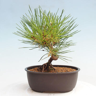 Vonkajší bonsai - Pinus thunbergii - Borovica thunbergova - 3