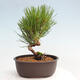 Vonkajší bonsai - Pinus thunbergii - Borovica thunbergova - 3/4