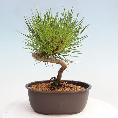 Vonkajší bonsai - Pinus thunbergii - Borovica thunbergova - 3