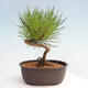 Vonkajší bonsai - Pinus thunbergii - Borovica thunbergova - 3/4