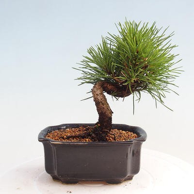 Vonkajší bonsai - Pinus thunbergii - Borovica thunbergova - 3