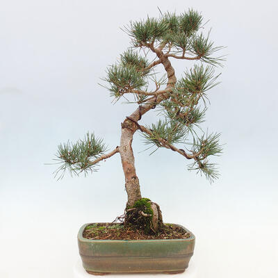 Vonkajšie bonsai - Pinus Sylvestris - Borovica lesná - 3