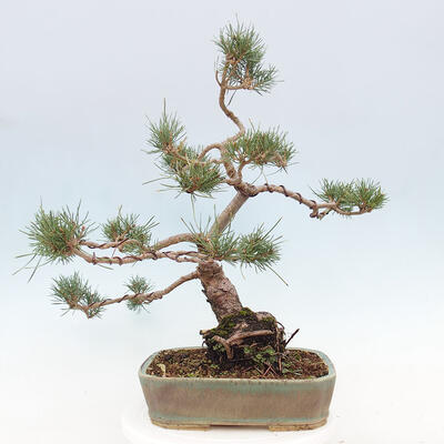 Vonkajšie bonsai - Pinus Sylvestris - Borovica lesná - 3