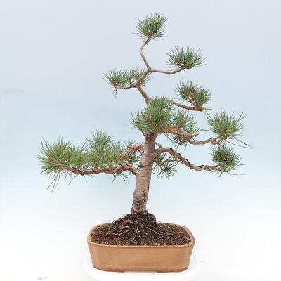 Vonkajšie bonsai - Pinus Sylvestris - Borovica lesná - 3