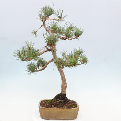 Vonkajšie bonsai - Pinus Sylvestris - Borovica lesná - 3