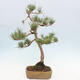 Vonkajšie bonsai - Pinus Sylvestris - Borovica lesná - 3/4