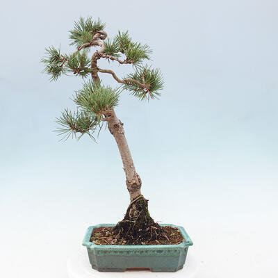 Vonkajšie bonsai - Pinus Sylvestris - Borovica lesná - 3