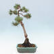 Vonkajšie bonsai - Pinus Sylvestris - Borovica lesná - 3/4