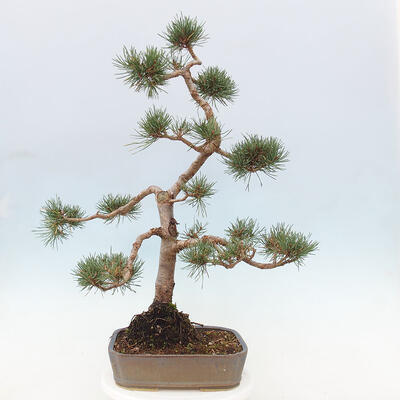 Vonkajšie bonsai - Pinus Sylvestris - Borovica lesná - 3