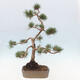 Vonkajšie bonsai - Pinus Sylvestris - Borovica lesná - 3/4