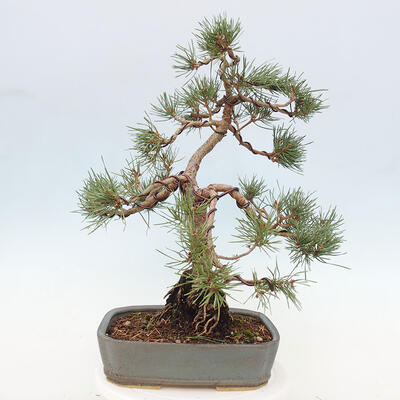 Vonkajšie bonsai - Pinus Sylvestris - Borovica lesná - 3